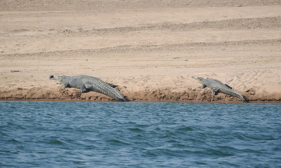 Gharial basking on a sandbank of the Chambal