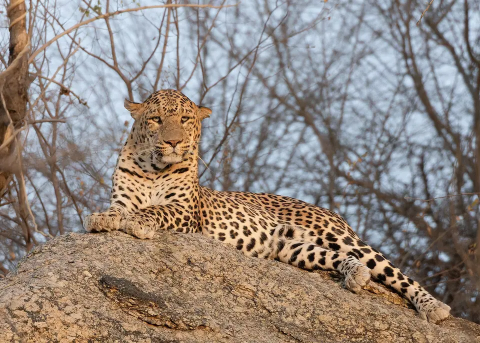 A leopard resting on a rock