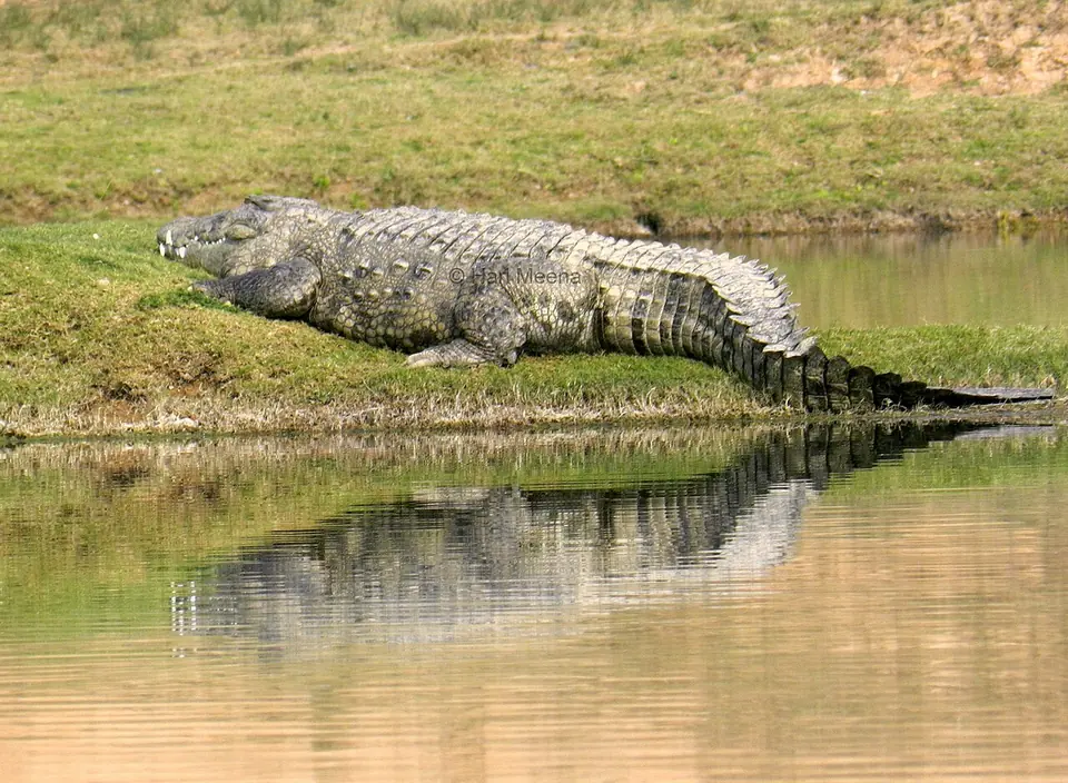 Mugger crocodile resting on a riverbank