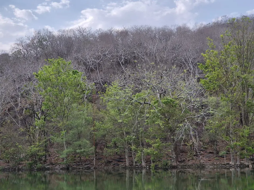 Dry deciduous forest on a ridge above a river in Mukundara Hills