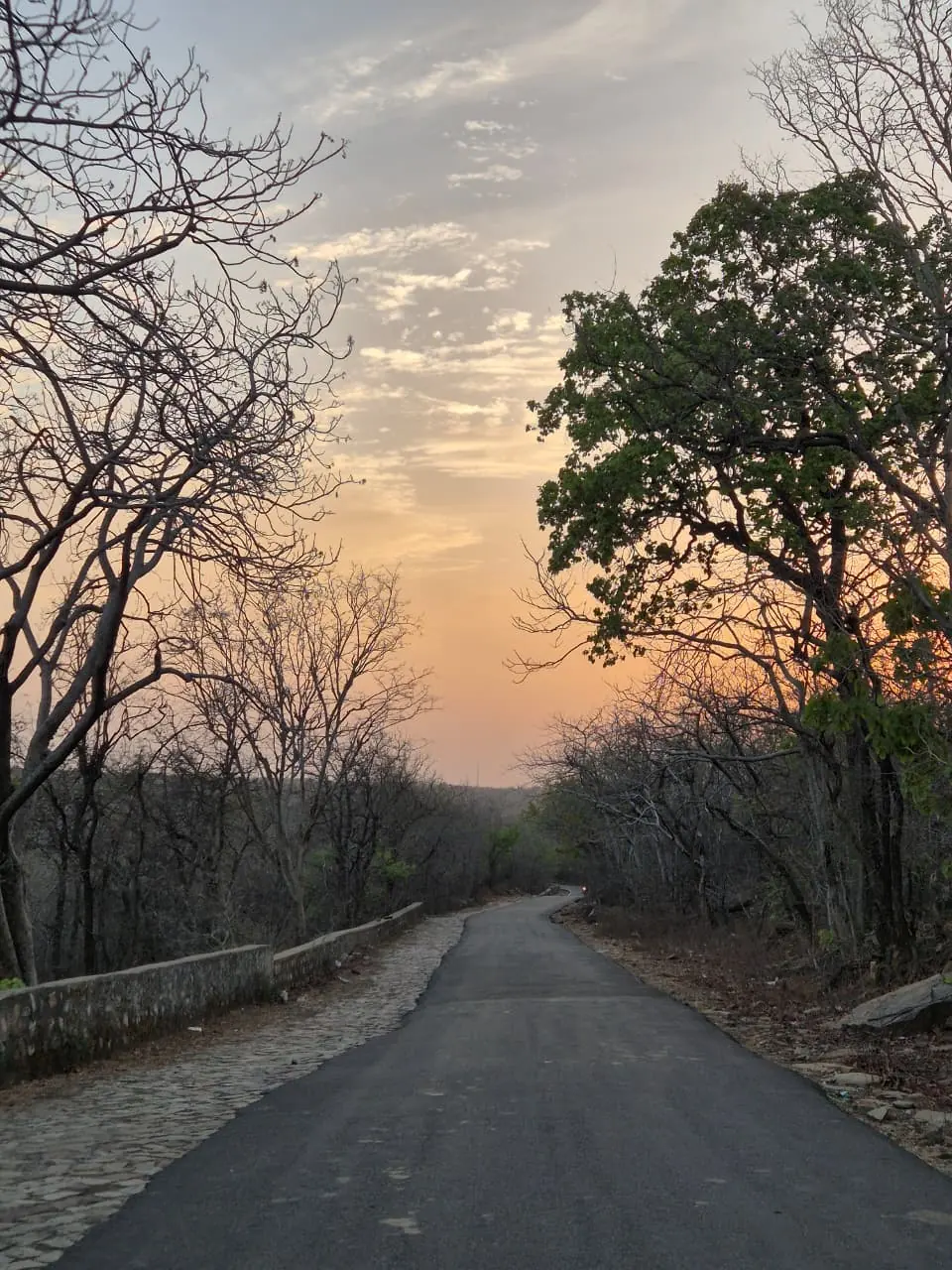 A forest road through dry deciduous woodland at dusk