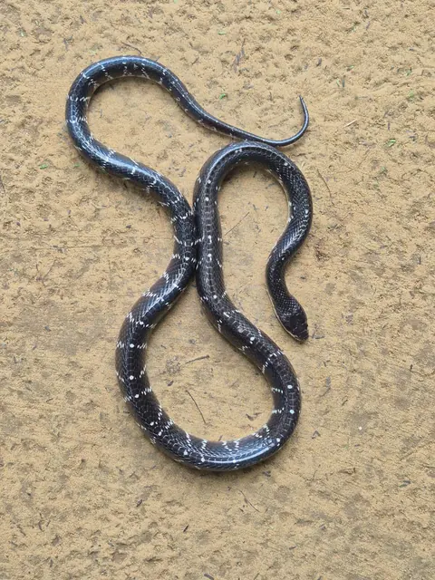 A common krait with narrow white bands on sand