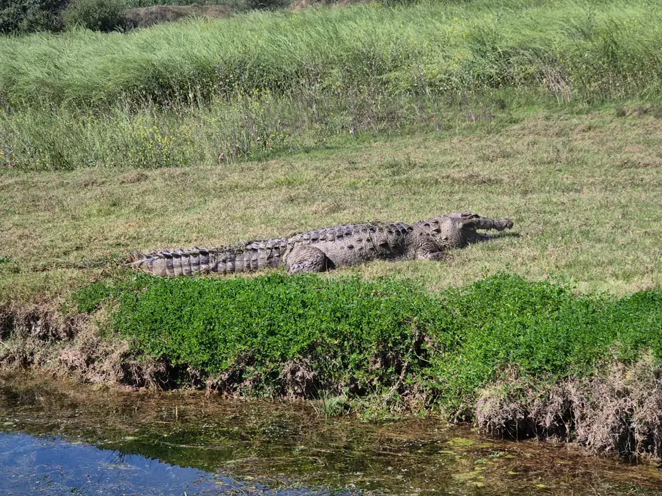 A mugger crocodile basking on a grassy bank beside water