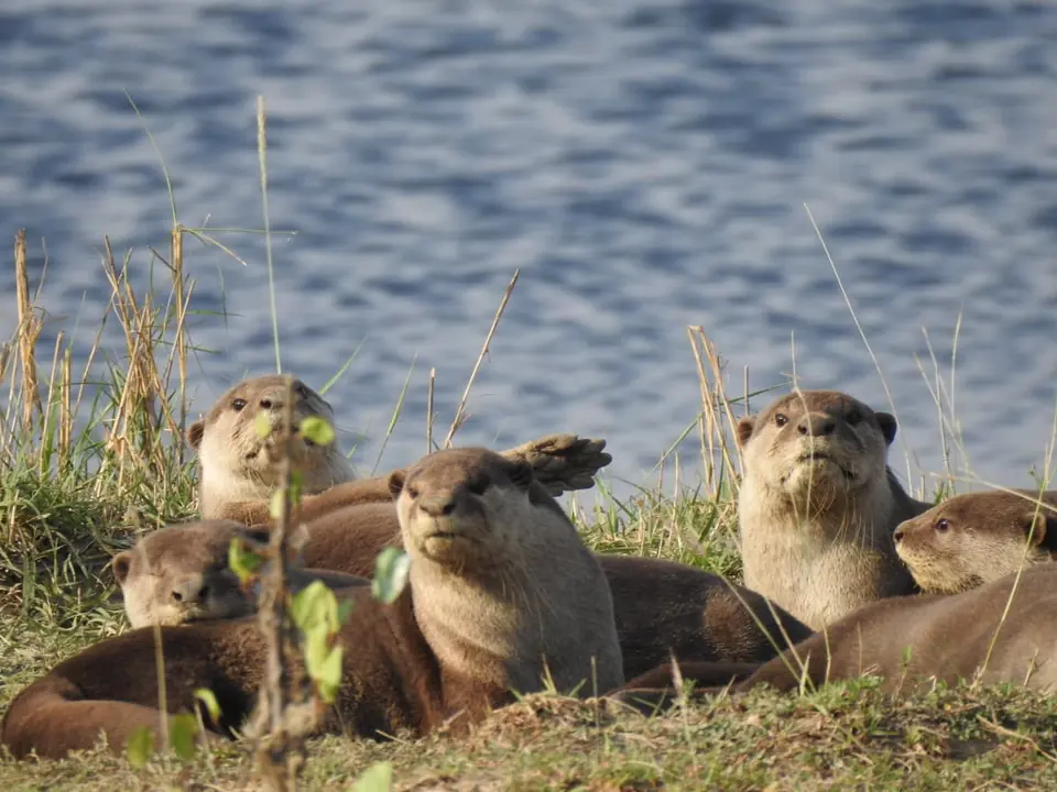 A family of smooth-coated otters resting on a grassy bank in Mukundara