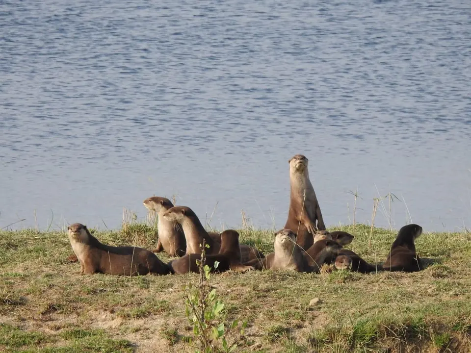 A family of smooth-coated otters on a grassy riverbank
