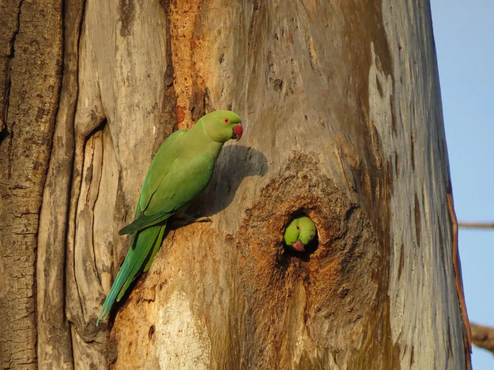 A green parakeet at its nest hole in a tree trunk