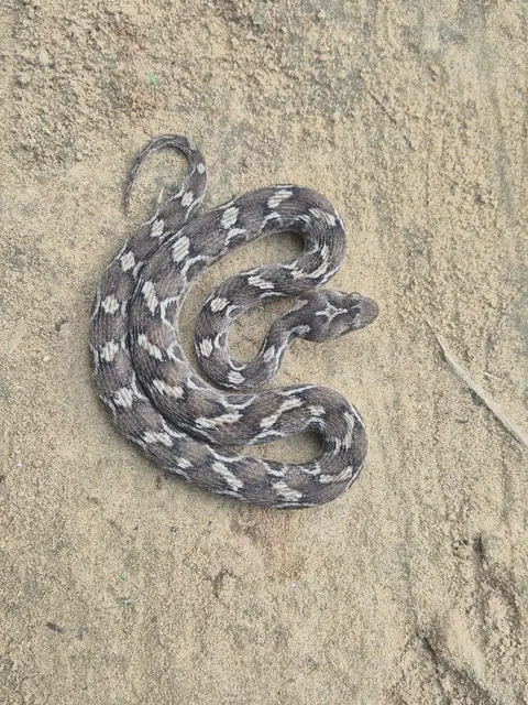 A saw-scaled viper coiled on sand