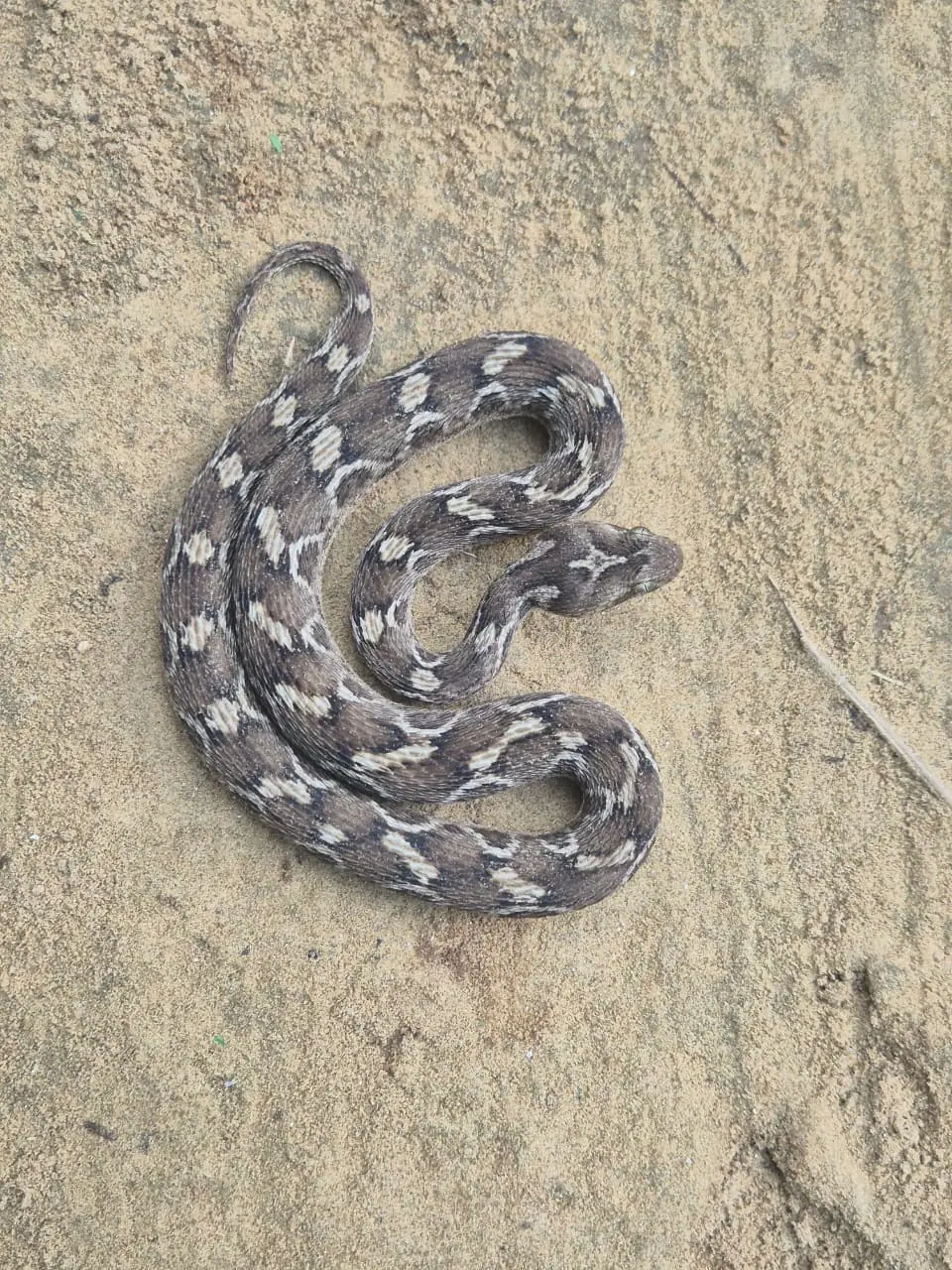 A saw-scaled viper coiled on sand