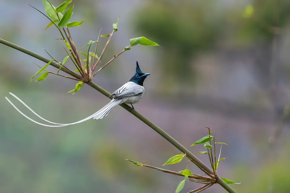 An Indian paradise flycatcher with long white tail streamers