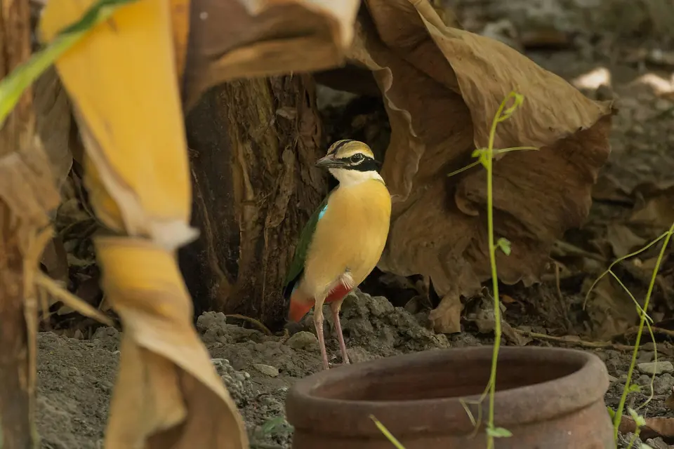 An Indian pitta on the forest floor