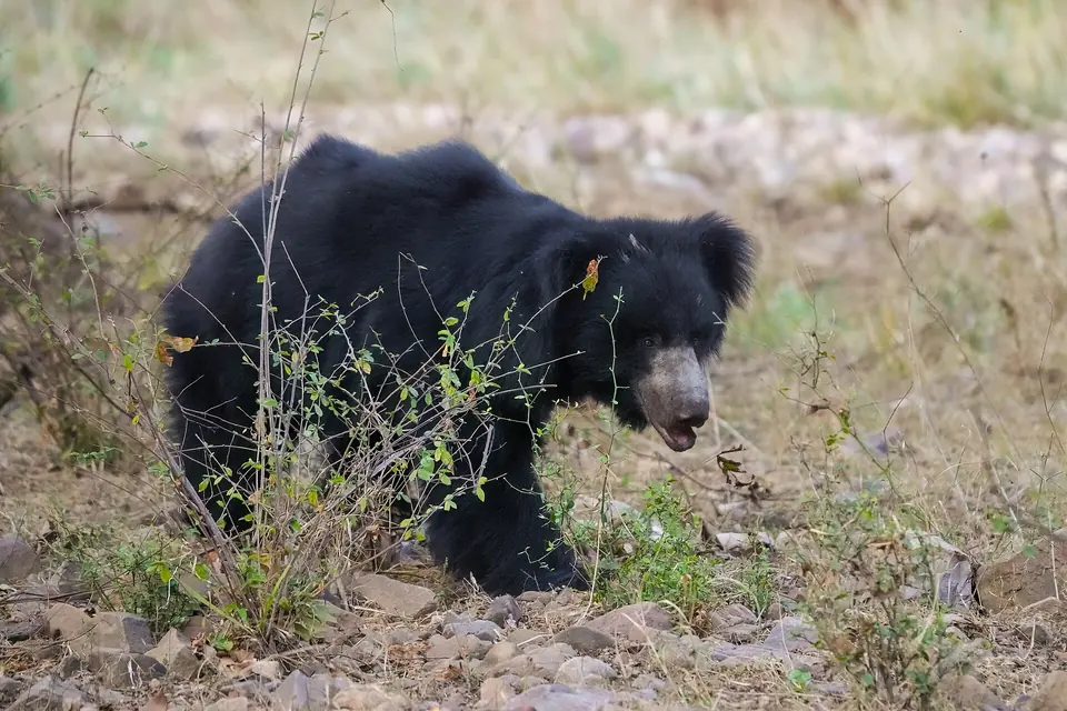 A sloth bear walking on a rocky hillside