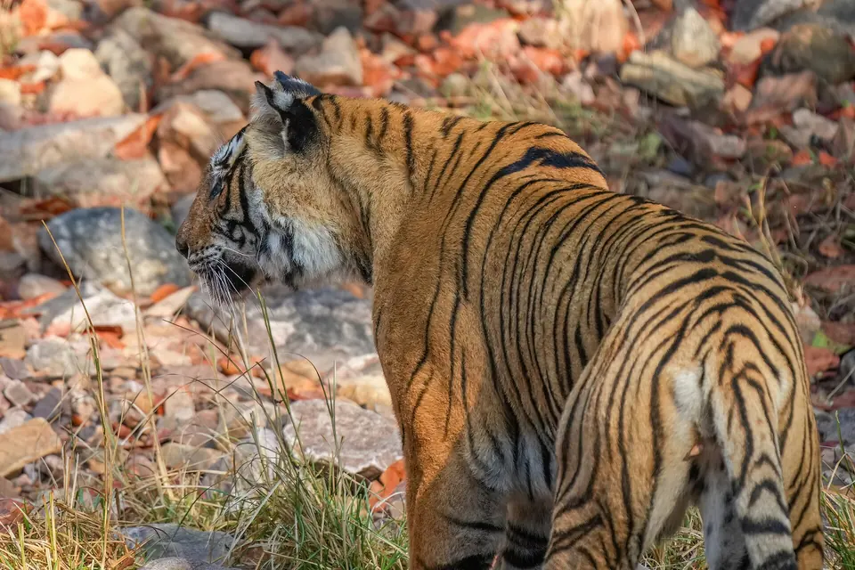 A Bengal tiger walking through dry forest