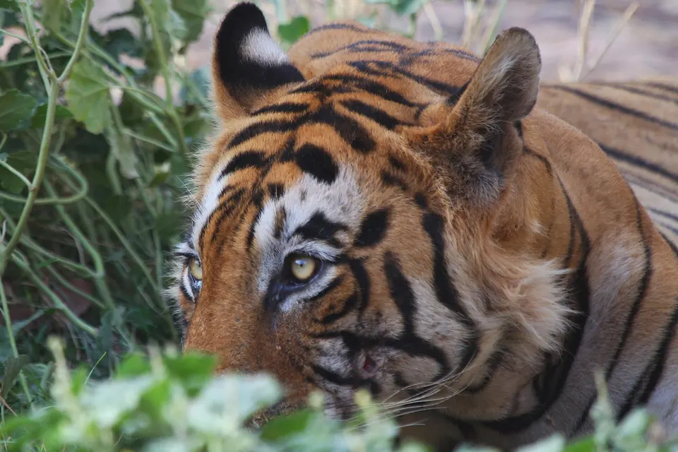 Close portrait of a Bengal tiger in grass