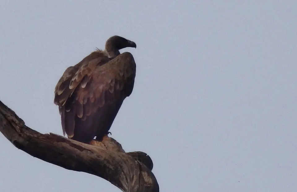 Indian vulture perched on a dead branch