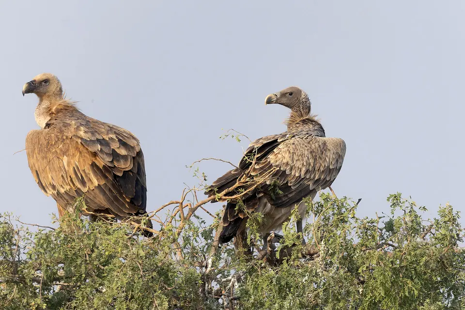 Two Indian vultures perched on a bush