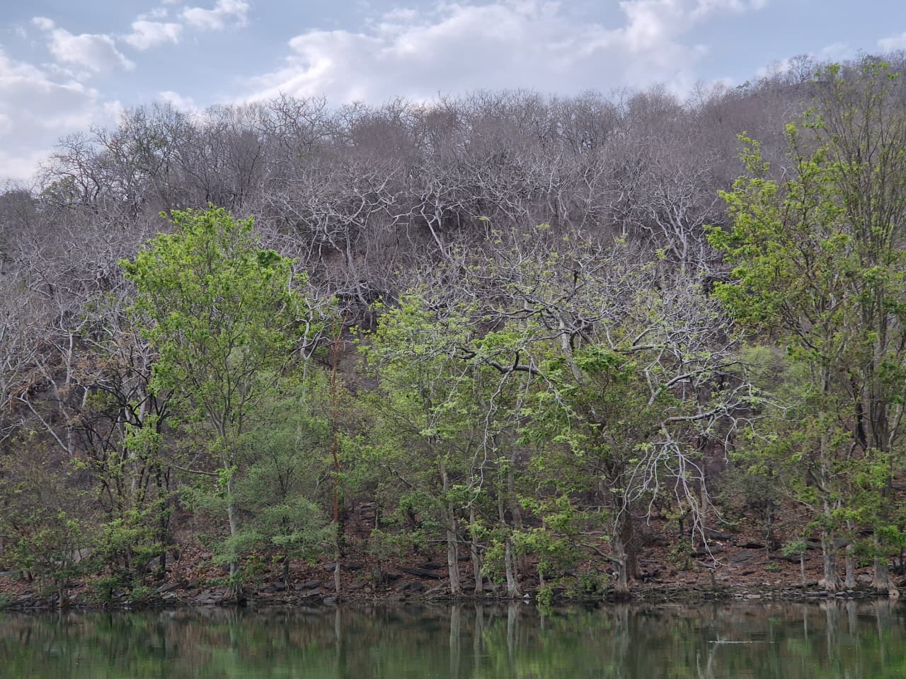 मुकुन्दरा का वन