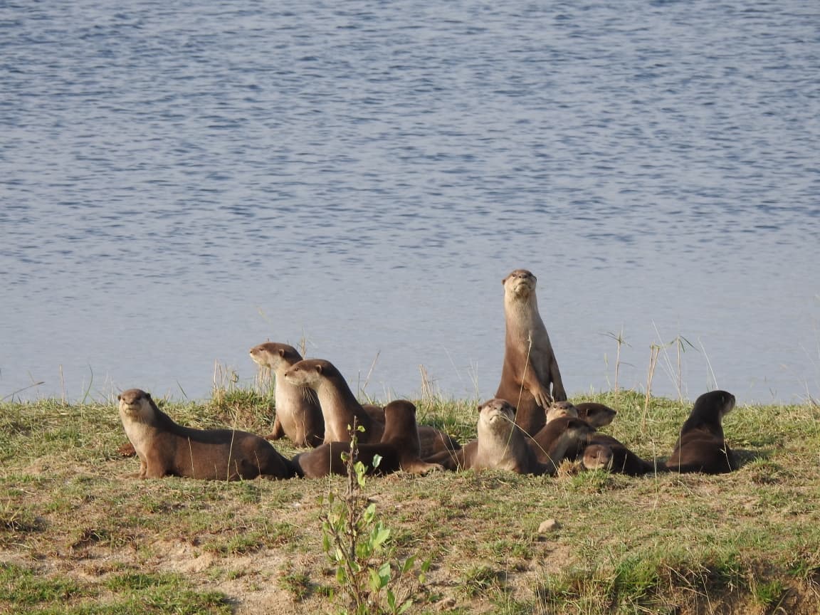 मुकुन्दरा में ऊदबिलाव